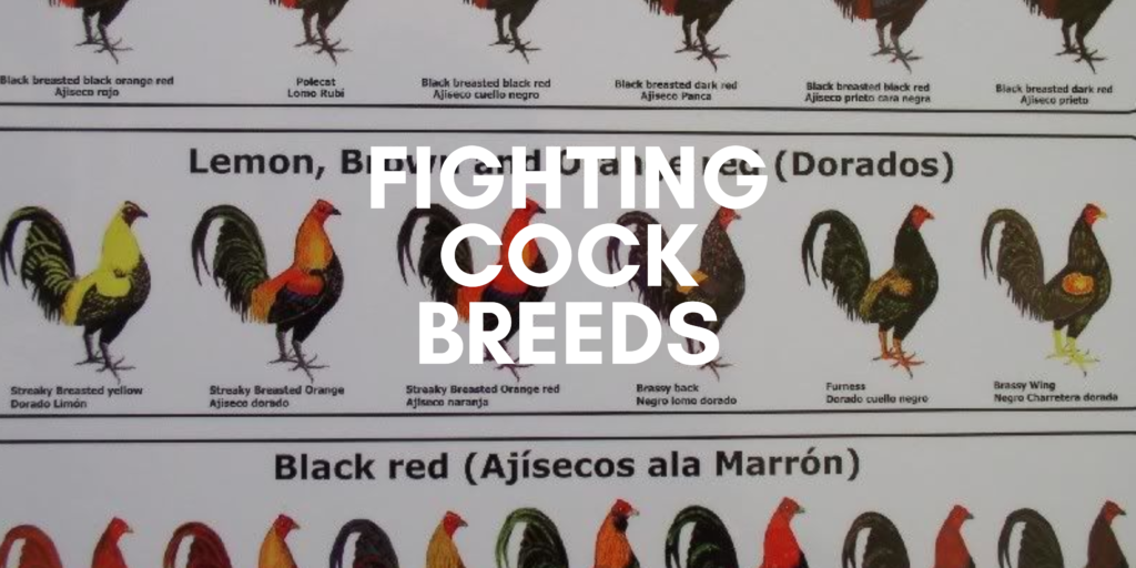 Fighting Cock Breeds