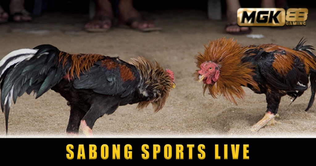 Sabong Sports Live
